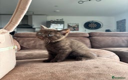 British Shorthair cats for sale: 🏆 pedigree British shorthair🏆 - Image 5