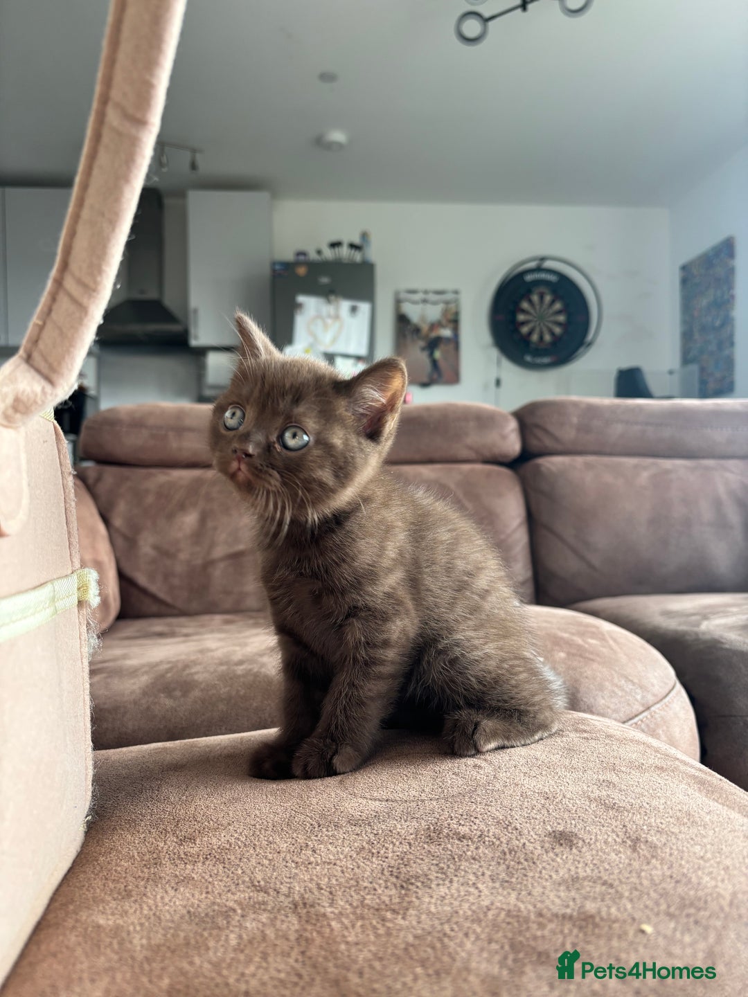 British Shorthair cats for sale: 🏆 pedigree British shorthair🏆 - Image 5
