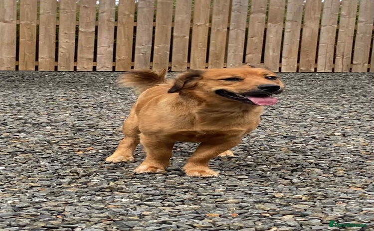 Mixed Breed dogs - Advert 4