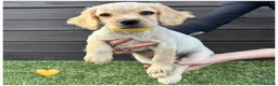 Cocker Spaniel dogs for sale: Pure Breed Cocker Spaniel Puppies For Sale - Advert 6