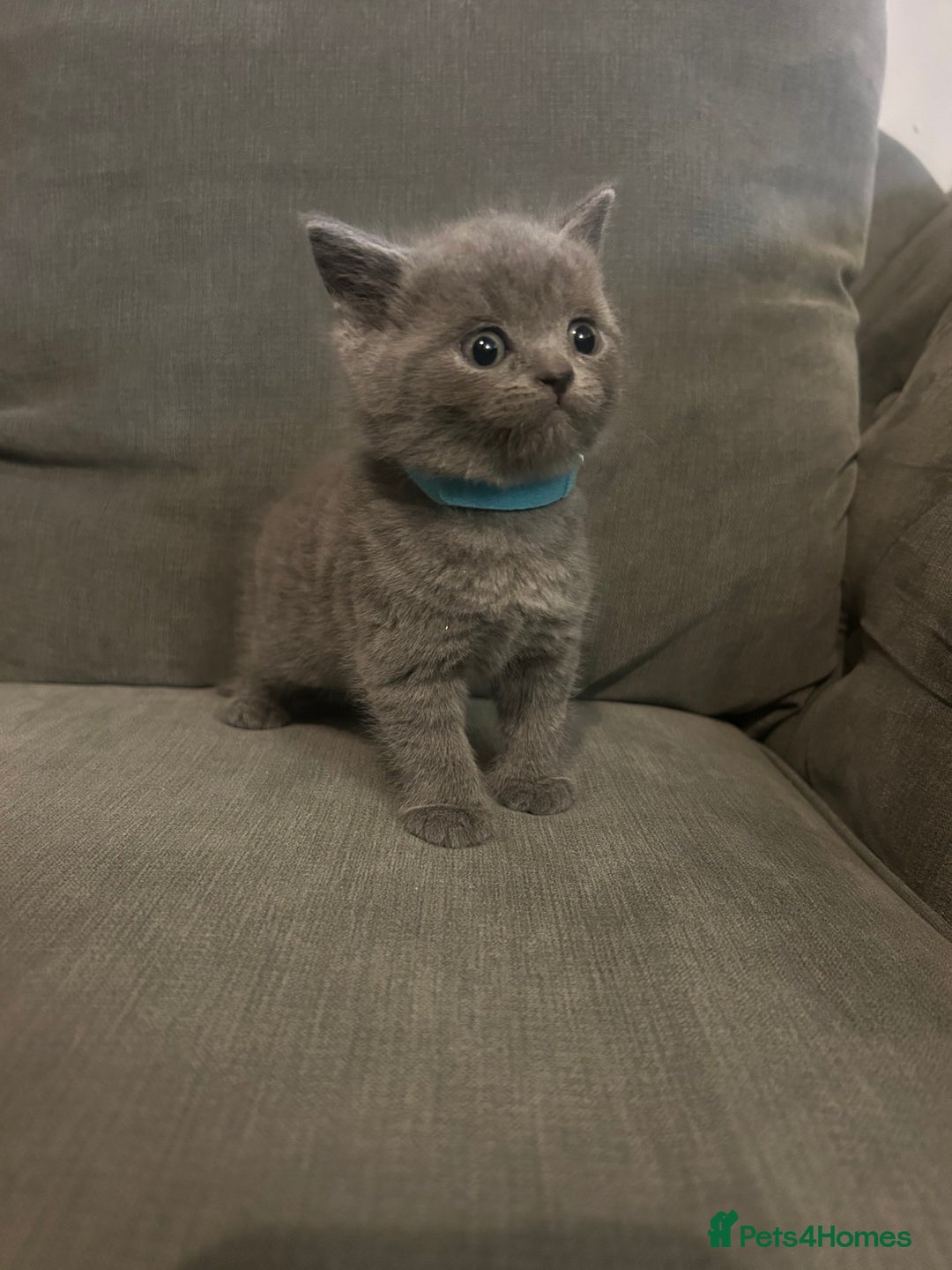 British Shorthair cats for sale:  British Shorthair Kittens – Ready Feb 2026 🐾 - Advert 3