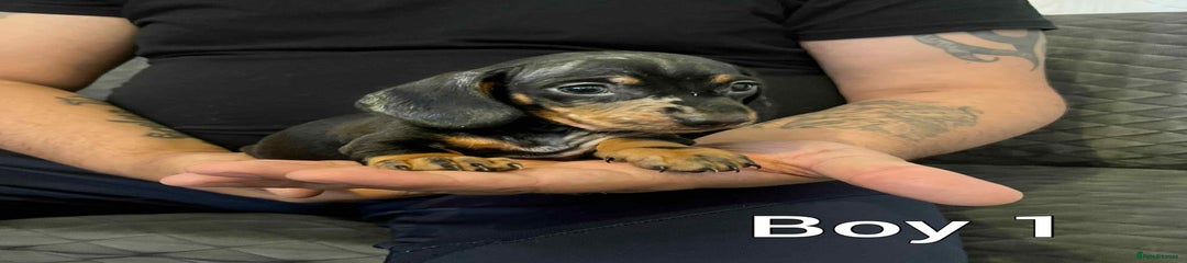 Miniature Dachshund Puppy 3