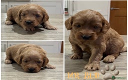 Cockapoo dogs for sale: Beautiful health tested cockapoos, ready Nov 💙💗 - Image 5