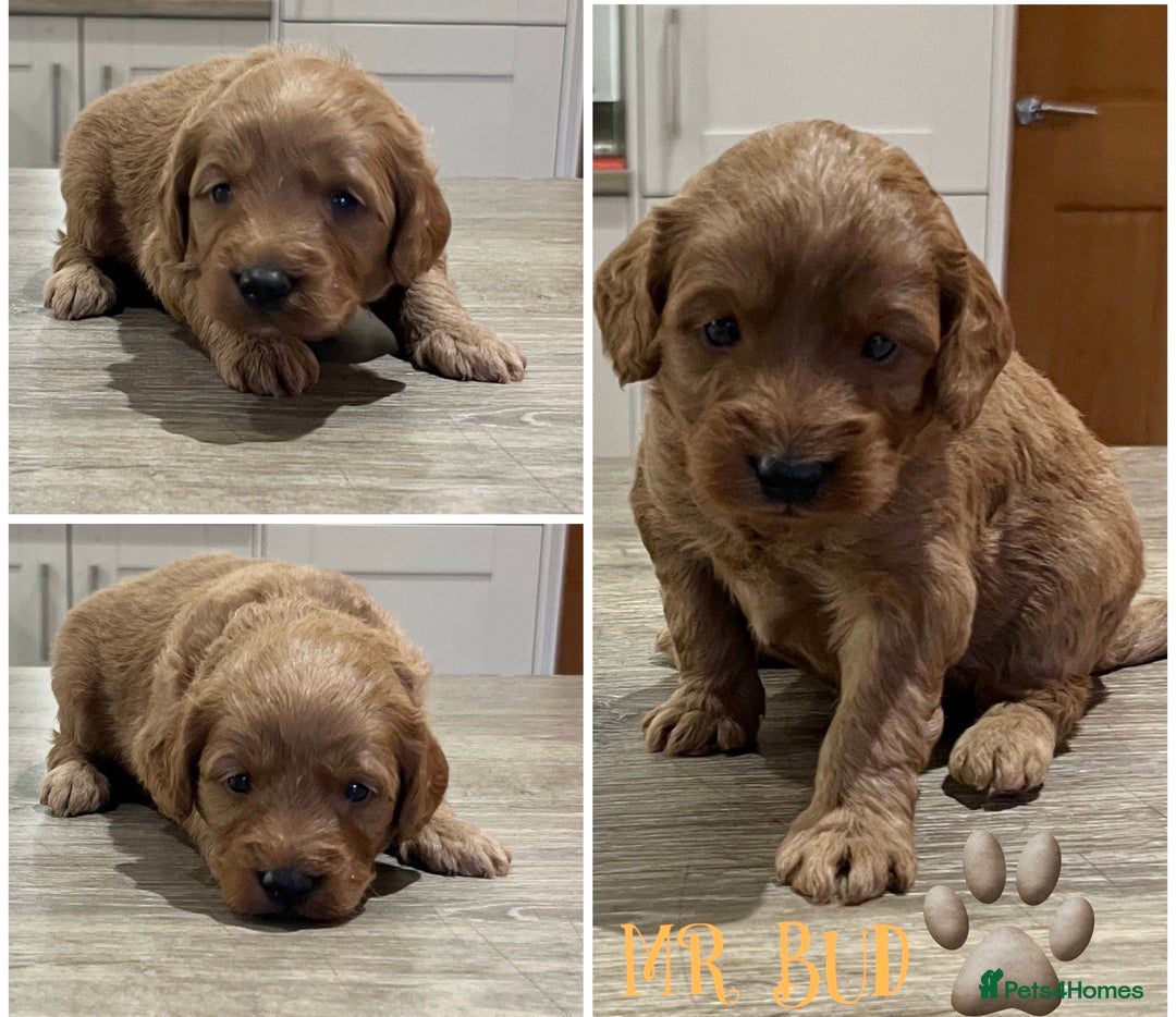 Cockapoo dogs for sale: Beautiful health tested cockapoos, ready Nov 💙💗 - Image 5