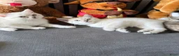 British Shorthair cats for sale: Amazing British Shorthair kitten - Advert 9