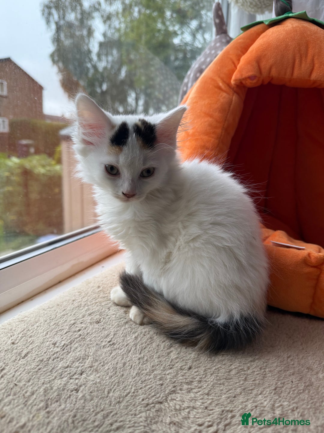 Mixed Breed cats for sale: Half Sphynx READY to Go 🩷 £200 - Image 6