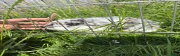 Mini Lop rabbits for sale: Mini lop buck  - Advert 2