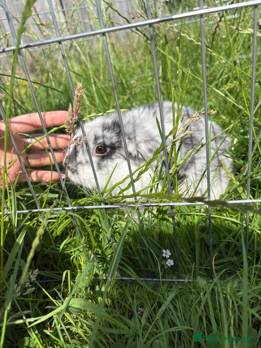 Mini Lop rabbits for sale: Mini lop buck  - Advert 2