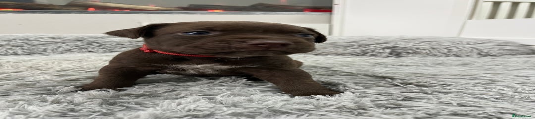 American Bull Staffy Puppy 4