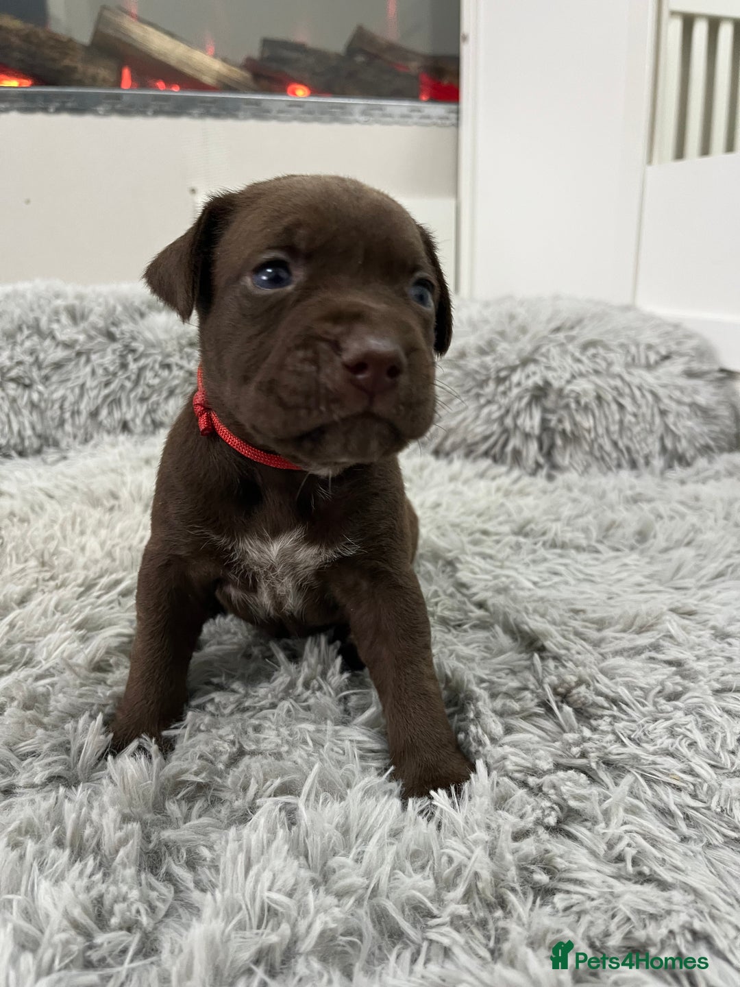 American Bull Staffy dogs for sale: Staffy Bull Puppies - Advert 18