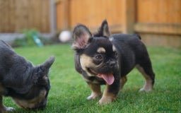 French Bulldog dogs for sale: Exceptional KC Fluffy French Bulldog Puppies - Image 24