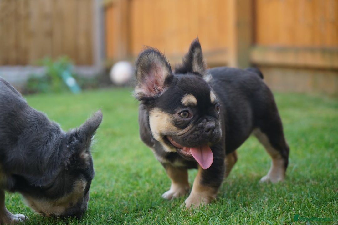 French Bulldog dogs for sale: Exceptional KC Fluffy French Bulldog Puppies - Image 24