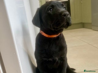 Labrador Retriever dogs Beautiful Labrador Puppies – 5 Girls & 3 Boys - Advert 8