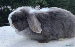 Mini Lop rabbits for sale: Mini lop doe - Image 4