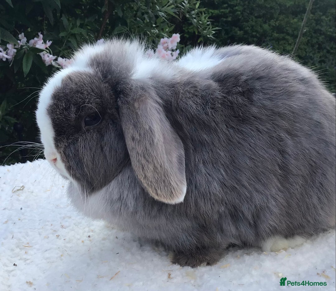 Mini Lop rabbits for sale: Mini lop doe - Image 4