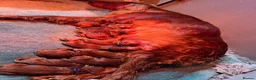 Irish Setter dogs for sale: Gorgeous Irish Setter Pups - Boys available KC - Advert 8