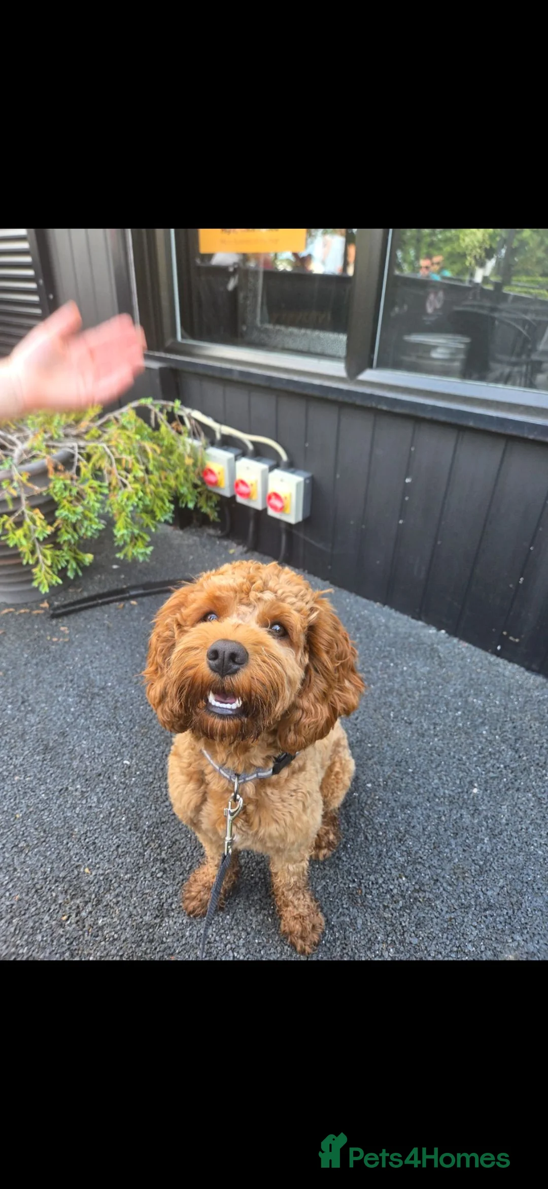 Cavapoo dogs for stud: For Stud. Teddy 1 year old Cavapoo - Advert 2