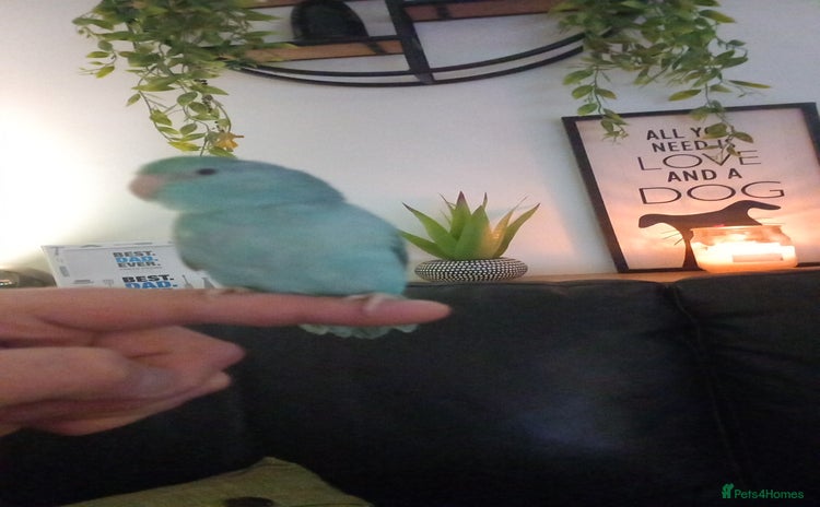 Parrots birds - Advert 3