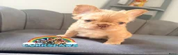 French Bulldog dogs for sale: Last adorable female cream Fluffy French Bulldogs  - Advert 20