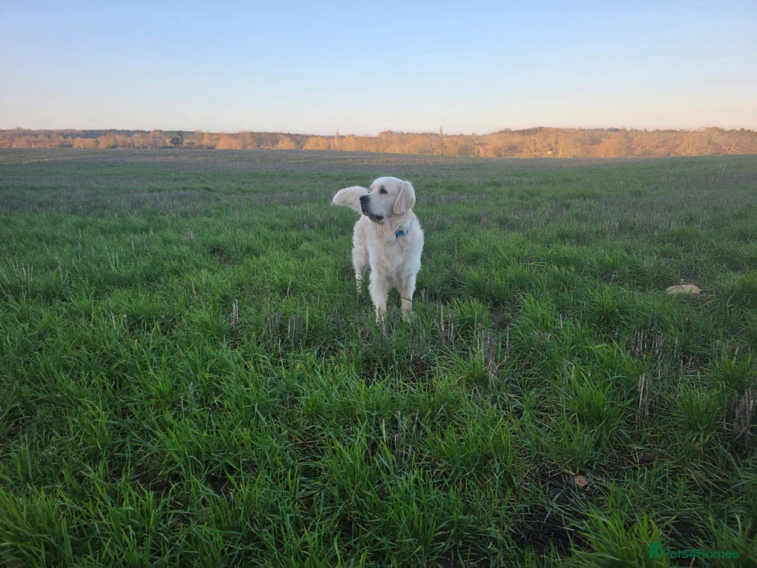 Golden Retriever dogs for stud: Gorgeous KC registered golden retriever Stud,  - Advert 3