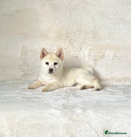 Chow Chow dogs - Advert 5