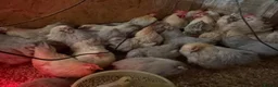 Chickens poultry for sale: Isabella porcelain pekin chickens  - Advert 8