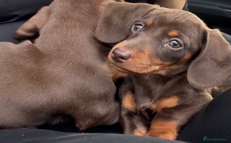 Miniature Dachshund dogs - Advert 14