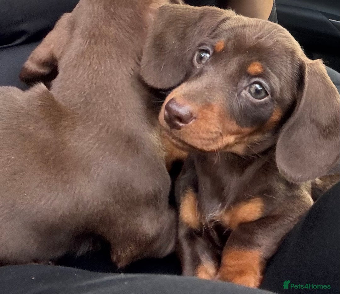 Miniature Dachshund dogs for sale: Miniature dachshunds - Image 1