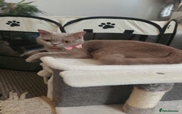 British Shorthair cats for sale: STUNNING BSH LILAC KITTENS 3 MALES/1 FEMALE  - Advert 20