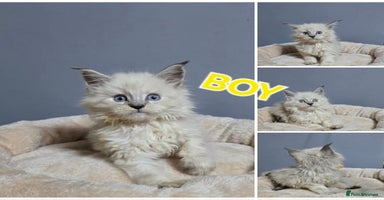 Maine Coon cats Polydactyl Kittens Maine Coon TICA - Advert 8