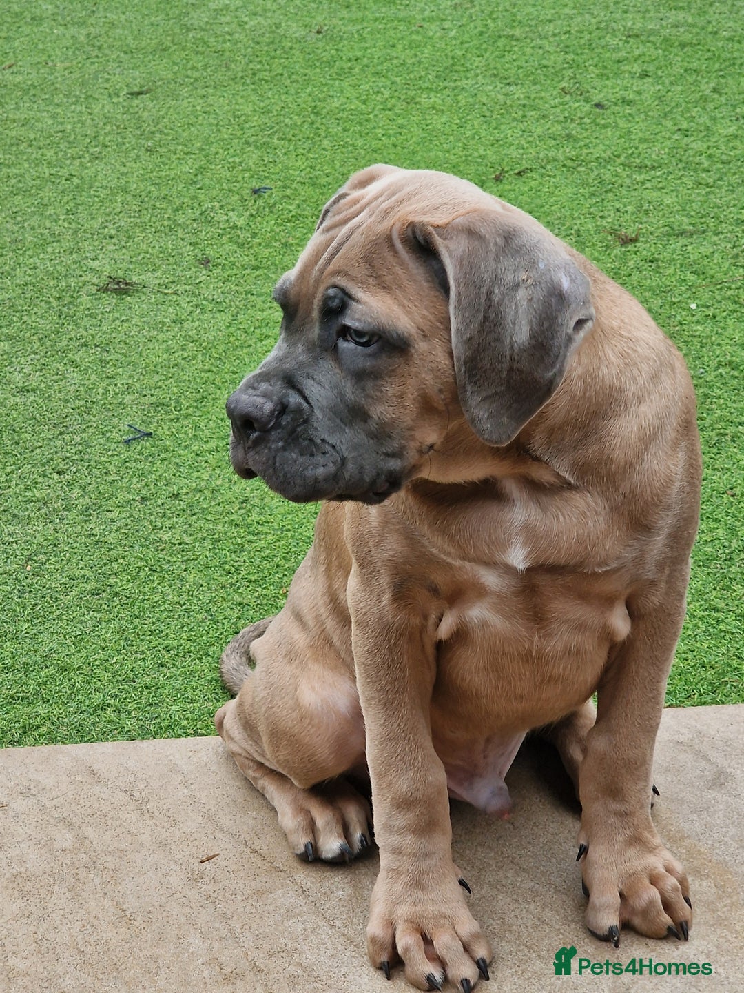 Cane Corso dogs for sale: Excellent Bloodline cane corso puppies ready now - Image 6