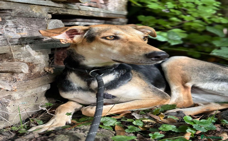Mixed Breed dogs - Advert 14