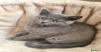 British Shorthair cats in Northampton - Advert 15