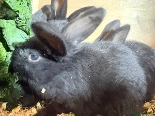 French Lop rabbits French lop babies - Advert 5