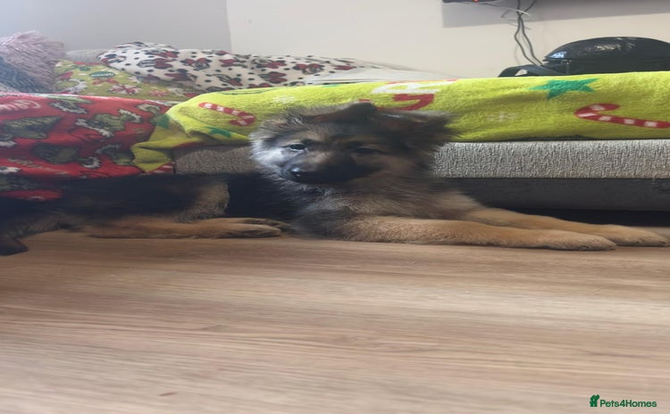 German Shepherd dogs - Advert 11