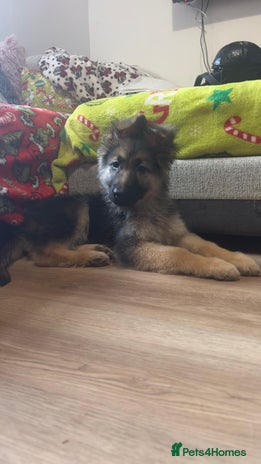 German Shepherd dogs - Advert 11