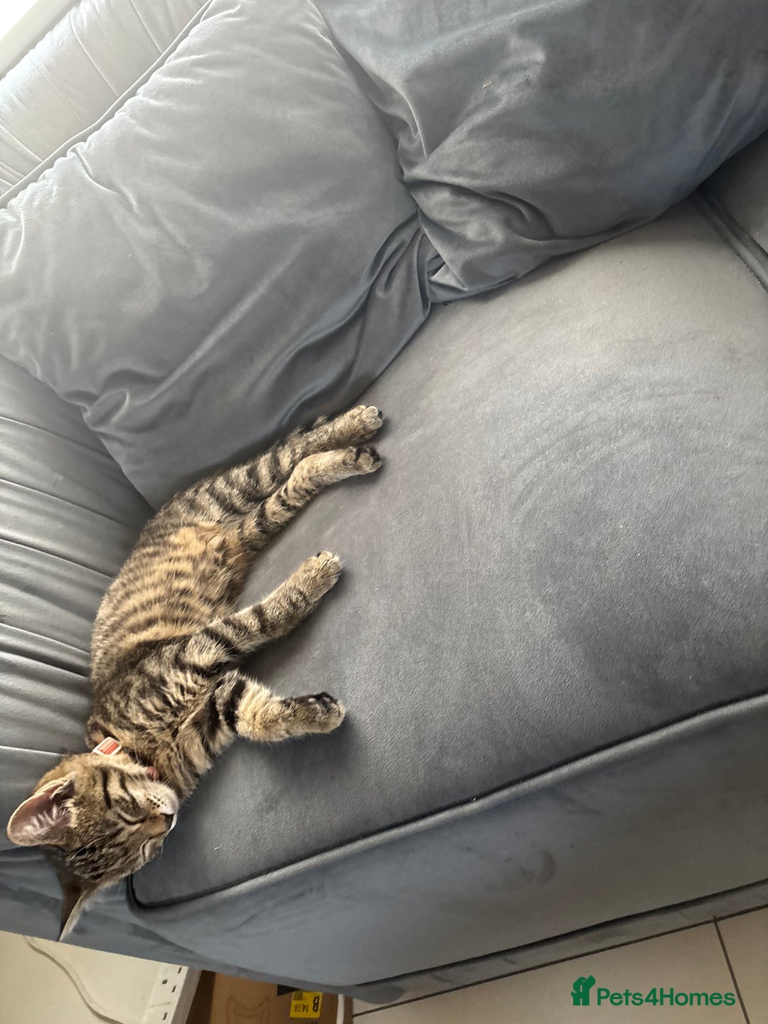 Mixed Breed cats for sale: Beautiful & Cuddly Tabby Kitten - Advert 4