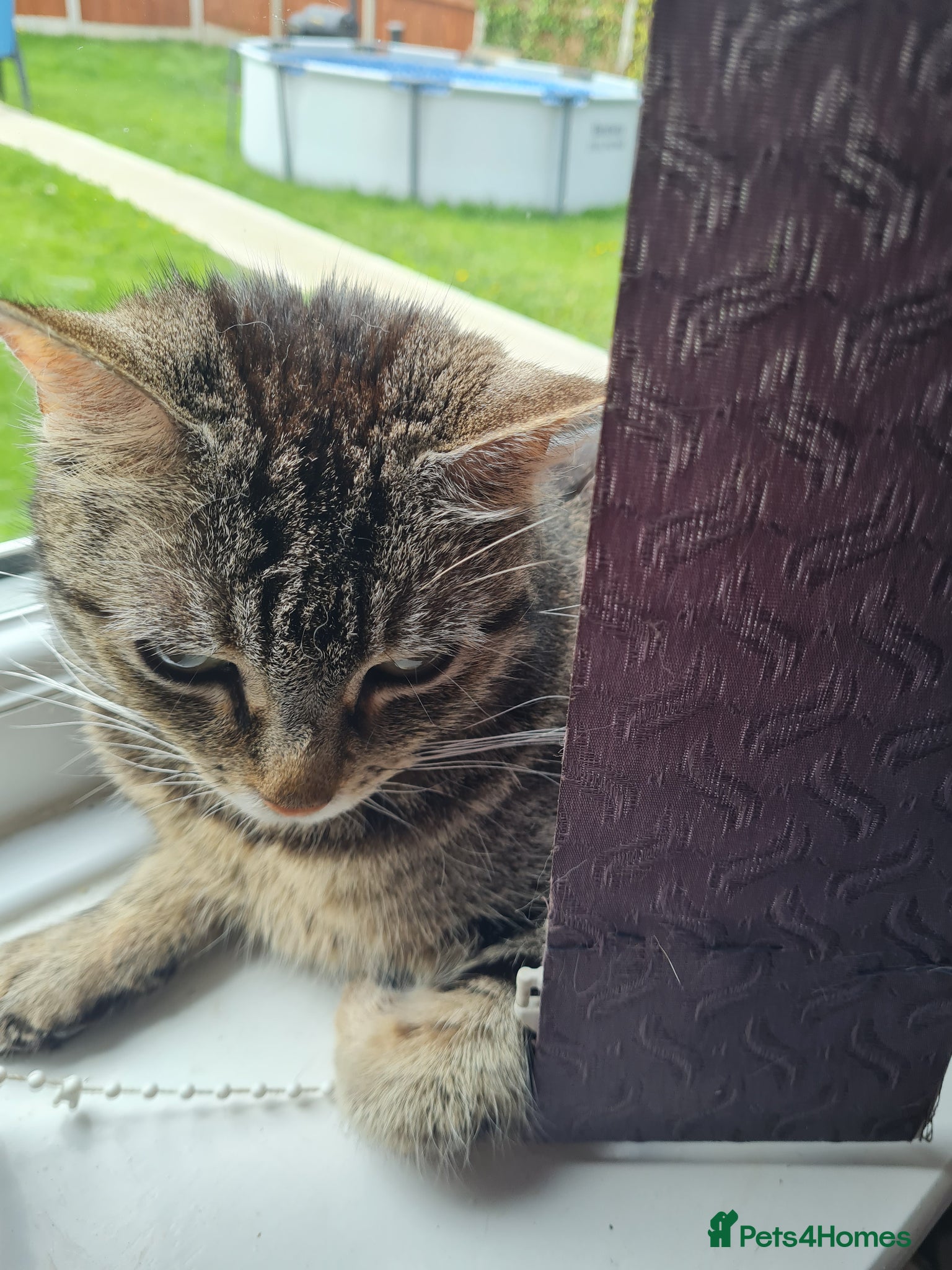 Mixed Breed cats For sale £80 - Advert 1