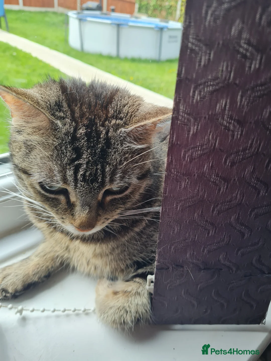 Mixed Breed cats for sale: For sale £80 in Wigan - Advert 1