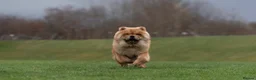 Chow Chow dogs for sale: Male Red Chow Chow - Advert 2