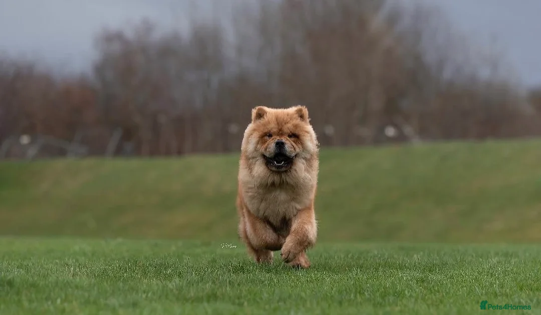 Chow Chow dogs for sale: Male Red Chow Chow - Advert 2