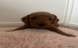Cockapoo dogs for sale: 2 beautiful cockapoos for sale  in Scarborough - Image 10