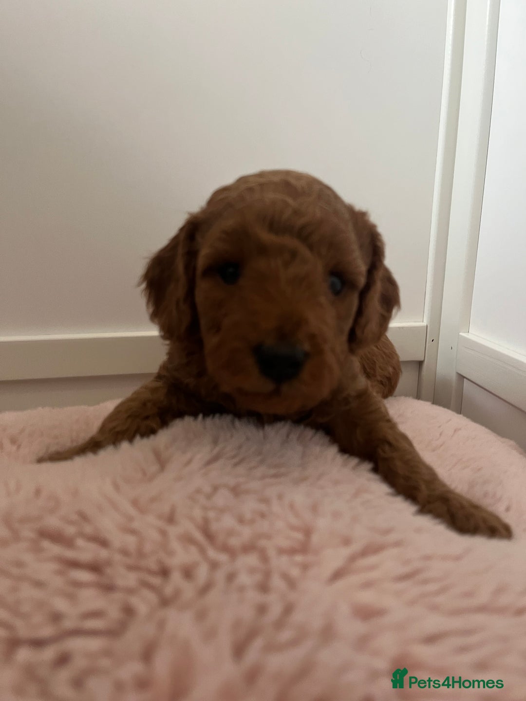 Cockapoo dogs for sale: 2 beautiful cockapoos for sale  in Scarborough - Image 10