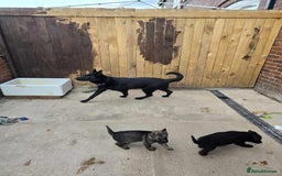 German Shepherd dogs for sale: 2 female German shepherd female pups - Image 4