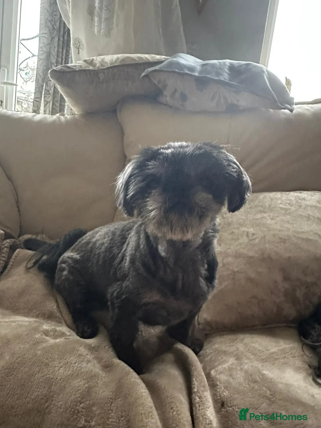 Shih Tzu dogs for sale: Male Shih Tzu for sale - Advert 2