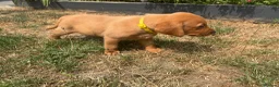 Labrador Retriever dogs for sale: KC registered puppies  - Advert 4