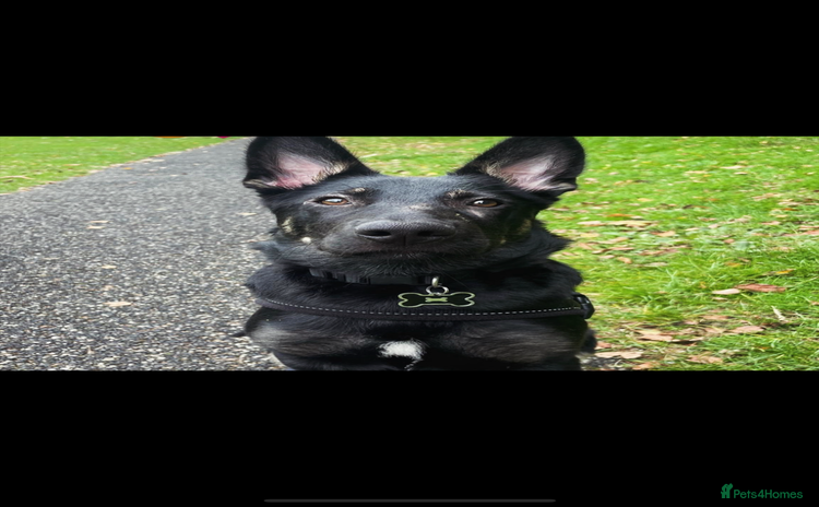 German Shepherd dogs - Advert 2