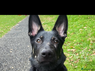 German Shepherd dogs - Advert 2