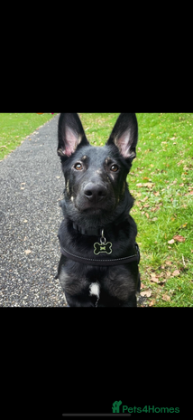 German Shepherd dogs - Advert 1