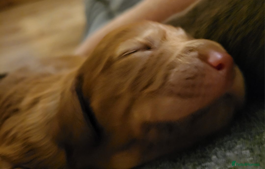 Cocker Spaniel dogs for sale: Working Cocker Spaniel Pups - Advert 15